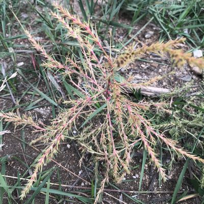 Salsola collina, photographed by Dag Endresen