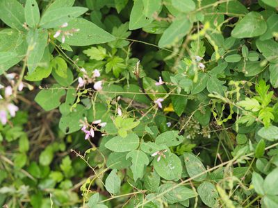 Desmodium glabellum, photographed by mefisher