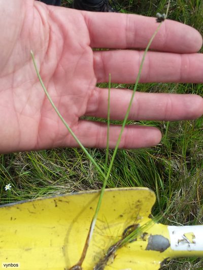 Isolepis diabolica, photographed by Chris Vynbos