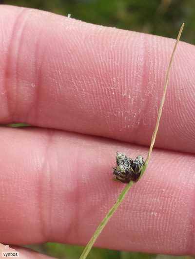 Isolepis diabolica, photographed by Chris Vynbos