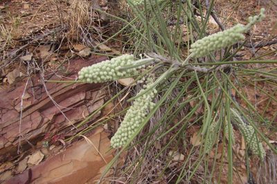 Hakea chordophylla, photographed by coenobita