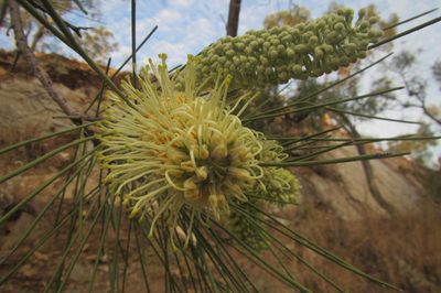 Hakea chordophylla, photographed by coenobita