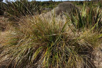 Chionochloa conspicua, photographed by John Barkla