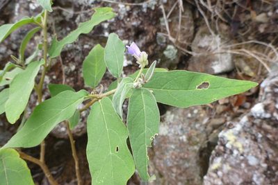 Solanum intonsum, photographed by coenobita