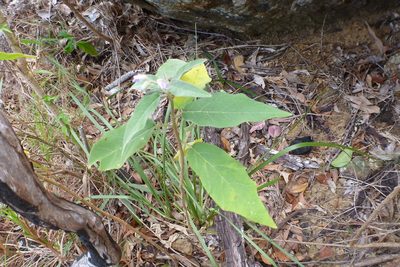 Solanum intonsum, photographed by coenobita