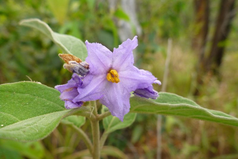 Solanum intonsum, photographed by coenobita