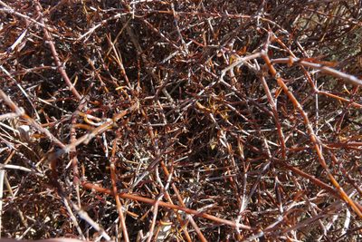 Coprosma elatirioides, photographed by John Barkla