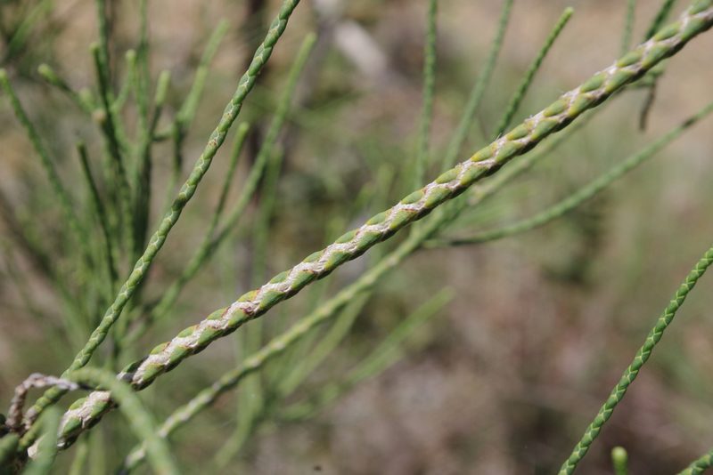 Melaleuca foliolosa, photographed by coenobita