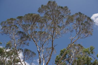 Melaleuca foliolosa, photographed by coenobita