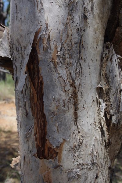 Melaleuca foliolosa, photographed by coenobita