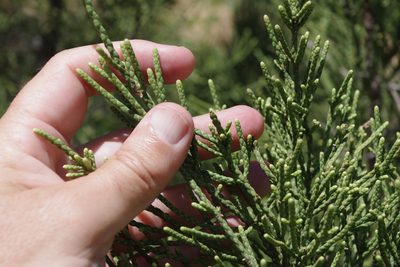 Melaleuca foliolosa, photographed by coenobita