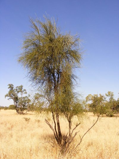 Capparis anomala, photographed by coenobita