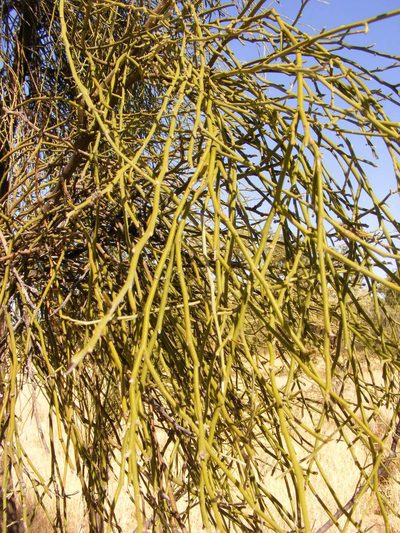 Capparis anomala, photographed by coenobita