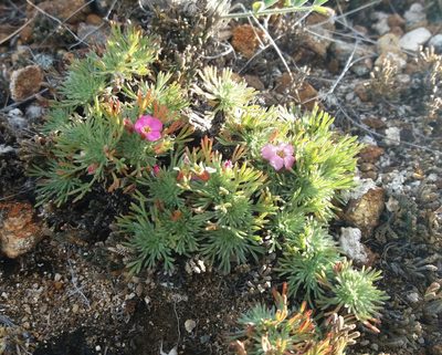 Chamaerhodos altaica, photographed by Nina Filippova