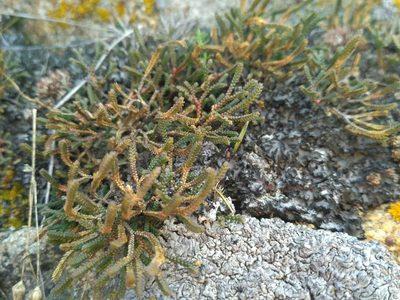 Selaginella sanguinolenta, photographed by Natalya Ivanova