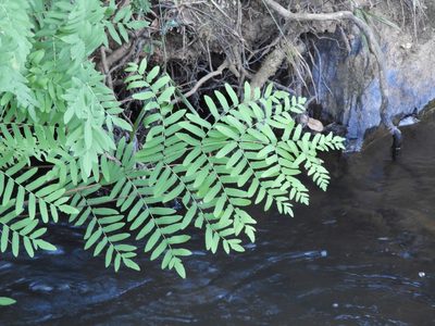 Osmunda acuta, photographed by Andrew Deacon