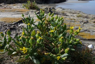 Senecio carnosulus, photographed by John Barkla