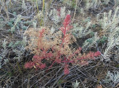 Teloxys aristata, photographed by Nina Filippova