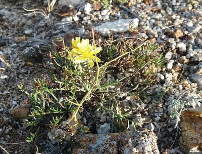 Crepidiastrum tenuifolium, photographed by Nina Filippova
