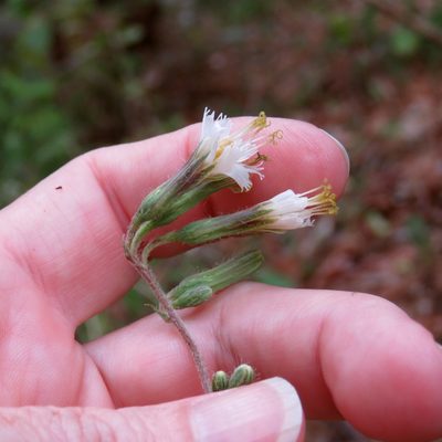 Nabalus barbatus, photographed by Laura Clark