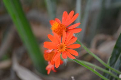 Pseudogynoxys chenopodioides, photographed by Douglas