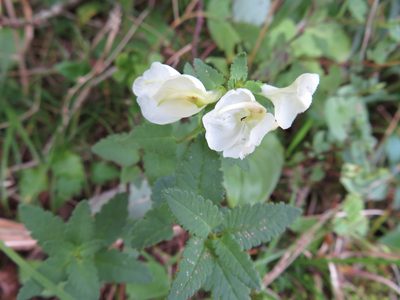 Pedicularis yezoensis, photographed by Marco Mussita