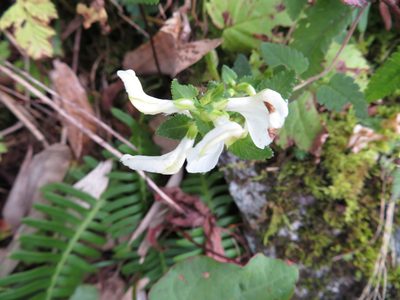 Pedicularis yezoensis, photographed by Marco Mussita
