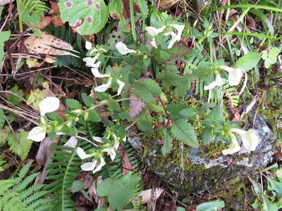 Pedicularis yezoensis, photographed by Marco Mussita