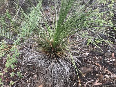 Xanthorrhoea preissii, photographed by Ann Bentley