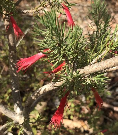 Melaleuca eriocarpa, photographed by Ann Bentley