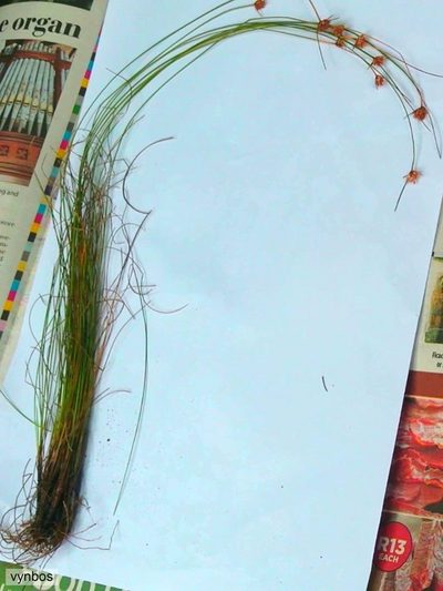 Ficinia filiformis, photographed by Chris Vynbos