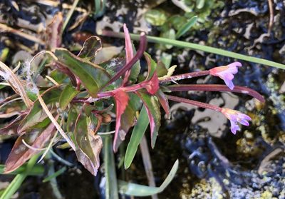 Epilobium hornemannii, photographed by Doug Weihrauch