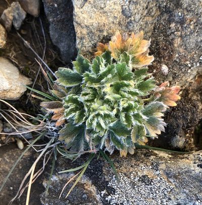 Potentilla robbinsiana, photographed by Doug Weihrauch