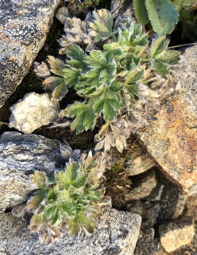 Potentilla robbinsiana, photographed by Doug Weihrauch