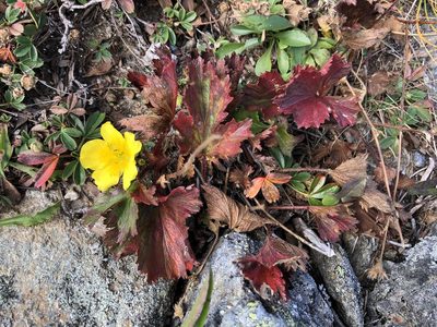 Geum peckii, photographed by Doug Weihrauch