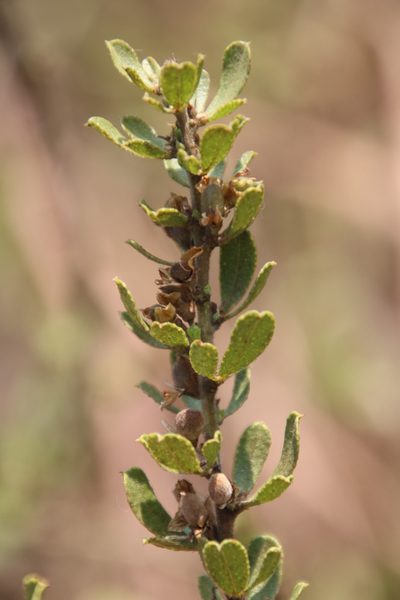 Psoralea polysticta, photographed by Tony Rebelo