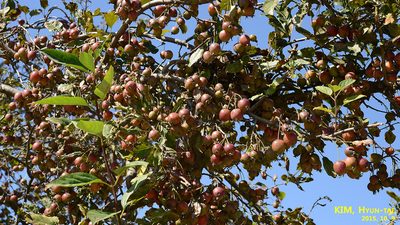 Malus prunifolia, photographed by Kim, Hyun-tae