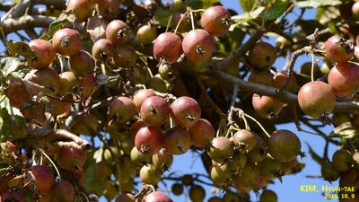 Malus prunifolia, photographed by Kim, Hyun-tae