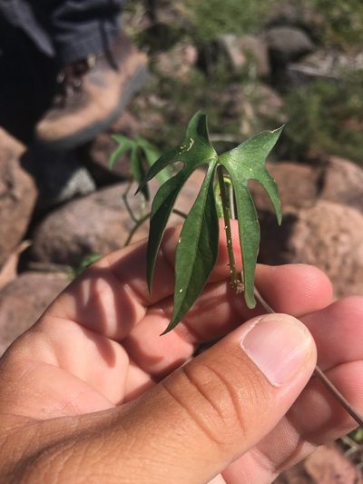 Ipomoea barbatisepala, photographed by Cecelia Alexander