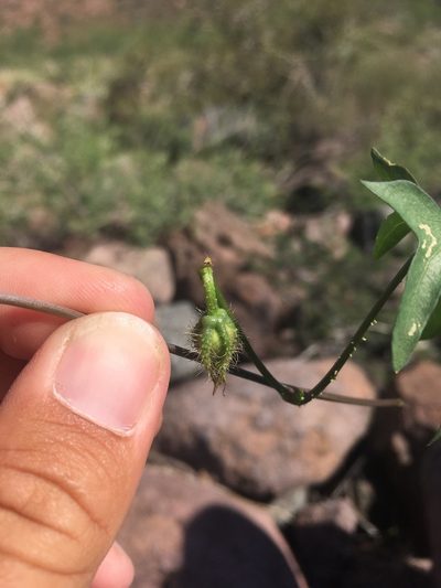 Ipomoea barbatisepala, photographed by Cecelia Alexander