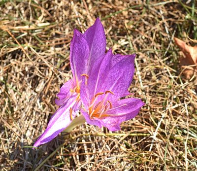 Colchicum bivonae, photographed by Kostas Zontanos