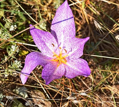 Colchicum bivonae, photographed by Kostas Zontanos