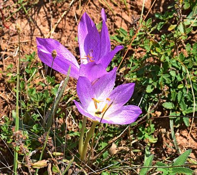 Colchicum bivonae, photographed by Kostas Zontanos