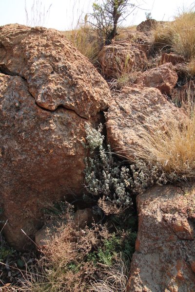 Helichrysum lepidissimum, photographed by Tony Rebelo