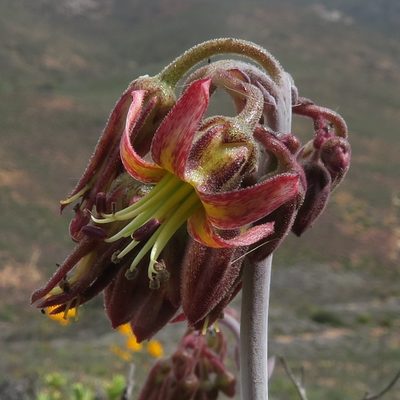 Cotyledon papillaris, photographed by Kevin Murray