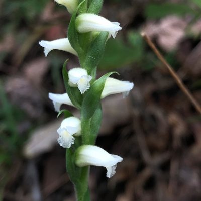 Spiranthes ochroleuca, photographed by Christopher Zacharias