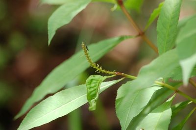 Stillingia acutifolia, photographed by Neptalí Ramírez Marcial