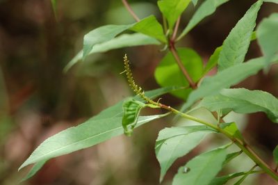 Stillingia acutifolia, photographed by Neptalí Ramírez Marcial