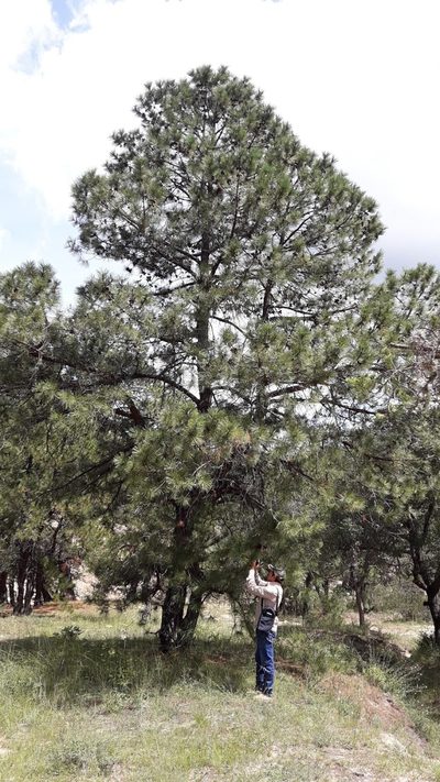 Pinus lawsonii, photographed by jaquelinemupla
