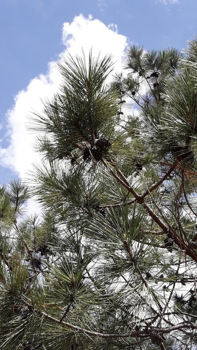 Pinus lawsonii, photographed by jaquelinemupla